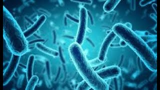 Epidemiological Characteristics of Carbapenem Resistant Escherichia coli Clinically Isolated from a [upl. by Ilhsa]