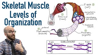 Skeletal Muscle Levels of Organization  Filament Basics [upl. by Aerised]