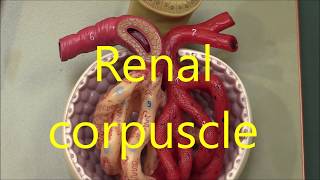 Renal Anatomy 4 Glomerulas and juxterglomerular apparatus [upl. by Enelehs452]