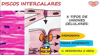 tejido muscular cardíaco [upl. by Annwahs]