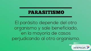 Parasitismo mutualismo y comensalismo [upl. by Briano]