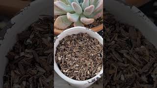 Como trasplantar Suculenta en Invierno 🥶🙂 suculentas trasplante jardin plantas shortvideo [upl. by Ahsirtap759]