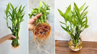 DIY aquatic plant pots from lucky bamboo best ideas for house plants [upl. by Etnovaj]