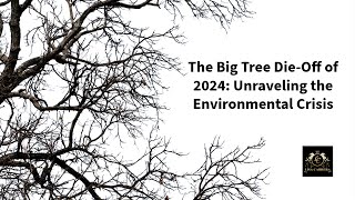 The Big Tree DieOff of 2024 Unraveling the Environmental Crisis [upl. by Eniliuqcaj]