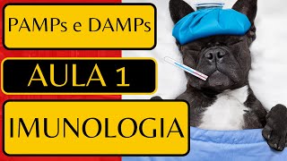 Imunidade Inata Adaptativa PAMPs e DAMPs  ENSINO SUPERIOR [upl. by Eal517]