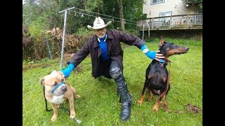 KING DOBERMAN MEETS BOSS PIT BULL SafeCalm Dog Whisperer BIG CHUCK MCBRIDE [upl. by Arytal]