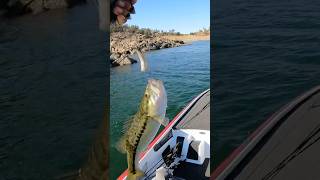 Dinks for days fishingshorts basstournament dropshot bassfishing shimanofishing sunline [upl. by Blane]