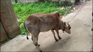 MASHALLAH BEAUTIFUL COW OF SALA 2024 ASPACK COW FAN SUBSCRIBE KARO VAI [upl. by Rhea]