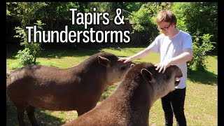 Tapirs amp Thunderstorms [upl. by Valeria919]