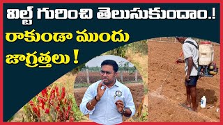 chilli మిరప లో Wilt విల్ట్ ను నివారించడం ఎలా ముందు జాగ్రత్త స్ప్రే How to control fusarium [upl. by Hercule]