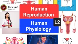 Reproductive System Lecture 2 [upl. by Vonni]