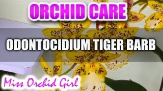 Orchid Care  Odontocidium Tiger Barb [upl. by Nosimaj]