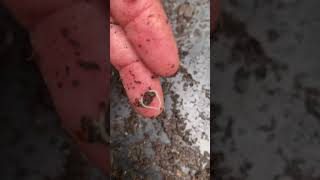 Video 38 White Pot Worms  These are often mistaken for baby compost worms worms potworms [upl. by Frankel54]