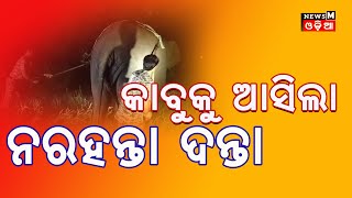 ଗୋଠ ଛଡା ଦନ୍ତା ହାତୀକୁ ଟ୍ରାଙ୍କୁଲାଇଜର କଲା ବଣାଇ ବନ ବିଭାଗ  BonaiNews  newsmodia [upl. by Tnilk]