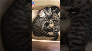 Stages of mating in cats Beautiful video [upl. by Atiuqel]