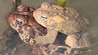 Frogs on Frogs  Amphibian Fun  Wild Eastern American Toads  Amplexus Frog Mating amp Reproduction [upl. by Georgianne]