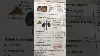 Endokrin Sistem 11 AYT Adrenal Bezler Part 1 [upl. by Nnylorac]