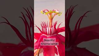 grow krishna kamal passion flower asmr krishnakamal passionflower [upl. by Dobrinsky]