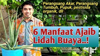 Manfaat lidah Buaya Untuk Tanaman manfaat lidah buaya khasiat lidah buaya Tanaman Bermanfaat [upl. by Otsugua]