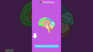 Test de Memoria a CORTO PLAZO httpswwwpsicoactivacomtestsmemoriahtm [upl. by Eyla]