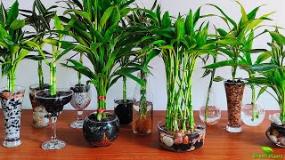 Grow and Decorate Lucky Bamboo Only in WaterGREEN PLANTS [upl. by Siraj]