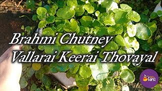 Brahmi Chutney  Vallarai Keerai Thovayal shorts [upl. by Lochner]