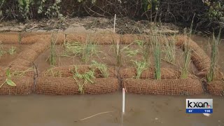 Coconut coir log installation on Lake Austin helps prevent erosion [upl. by Hassett]