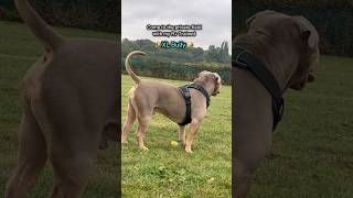 Private field time puppy xlbully dogbreeds pitbull dogtypes [upl. by Schach]