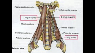 Two Minutes of Anatomy Deep Cervical Flexors AKA Deep Neck Flexors [upl. by Nodyroc540]