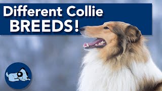 Different Types of Collie Breeds [upl. by Nnyledam]