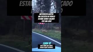 LOBO CAÇANDO CICLISTA dangdut terrors fy fypage fypyoutube fyp shorts humor sobrevivência [upl. by Kreindler]