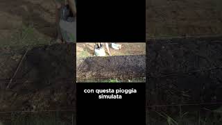 Come PROTEGGERE i SEMI degli SPINACI  GUARDA IL VIDEO COMPLETO shorts [upl. by Wartow]