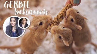 Gerbil Behavior What to Expect [upl. by Estis]