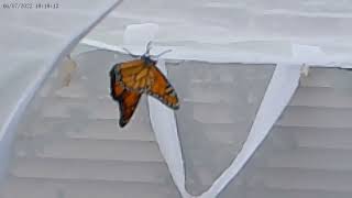 Watch the stages of a Monarch Butterfly [upl. by Lura]