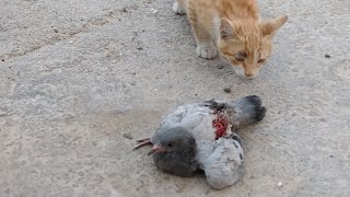 Cat Hunting Pigeon Successfully Kill [upl. by Latsyc184]