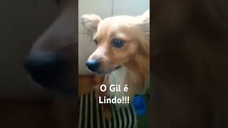 O Gil é lindo gil [upl. by Palla642]