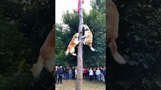 The dogs of this breed also have to compare their treeclimbing skills Magical Animals on Douyin [upl. by Aeslahc]