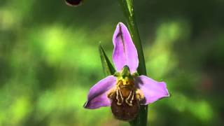 Ophrys APIFERAmp4 [upl. by Tartan]