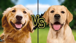 The Retriever Debate Labrador vs Golden Which is Best [upl. by Haily]