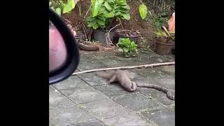 King cobra vs mongoose [upl. by Torrie]