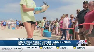 IMMS releases 11 Kemps ridley sea turtles announces new volunteer program [upl. by Iror105]