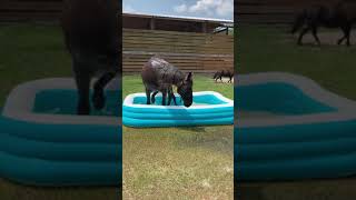 Horse Enjoys Splashing Around in Inflatable Pool Outdoors  1052833 [upl. by Hakim591]