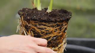 Hemerocallis Daylily  splitting plants [upl. by Anelak]