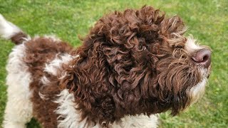 Catel Lagotto Romagnolo [upl. by Acker765]