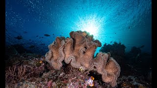 Diving Misool 4k  How was the reef Couldnt see it too many fishes and Mantas [upl. by Araem]