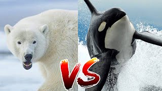 Orca Killer Whale VS Polar Bear Shorts [upl. by Peckham]