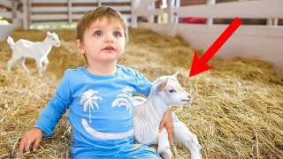 Baby Noah Meets Baby Goats for the First Time emotional [upl. by Onid]