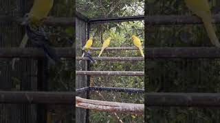 Yellow Ringneck Parrots Beauty [upl. by Maillil]