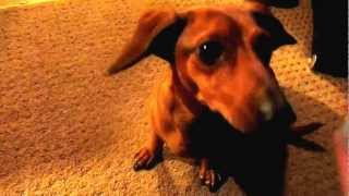 Smart Weiner Dog Doing Tricks Best Dachshund Tricks Ever [upl. by Anstus232]