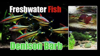 How To Care for Tropical fish of Denison Barb，planted Aquarium [upl. by Weinshienk199]